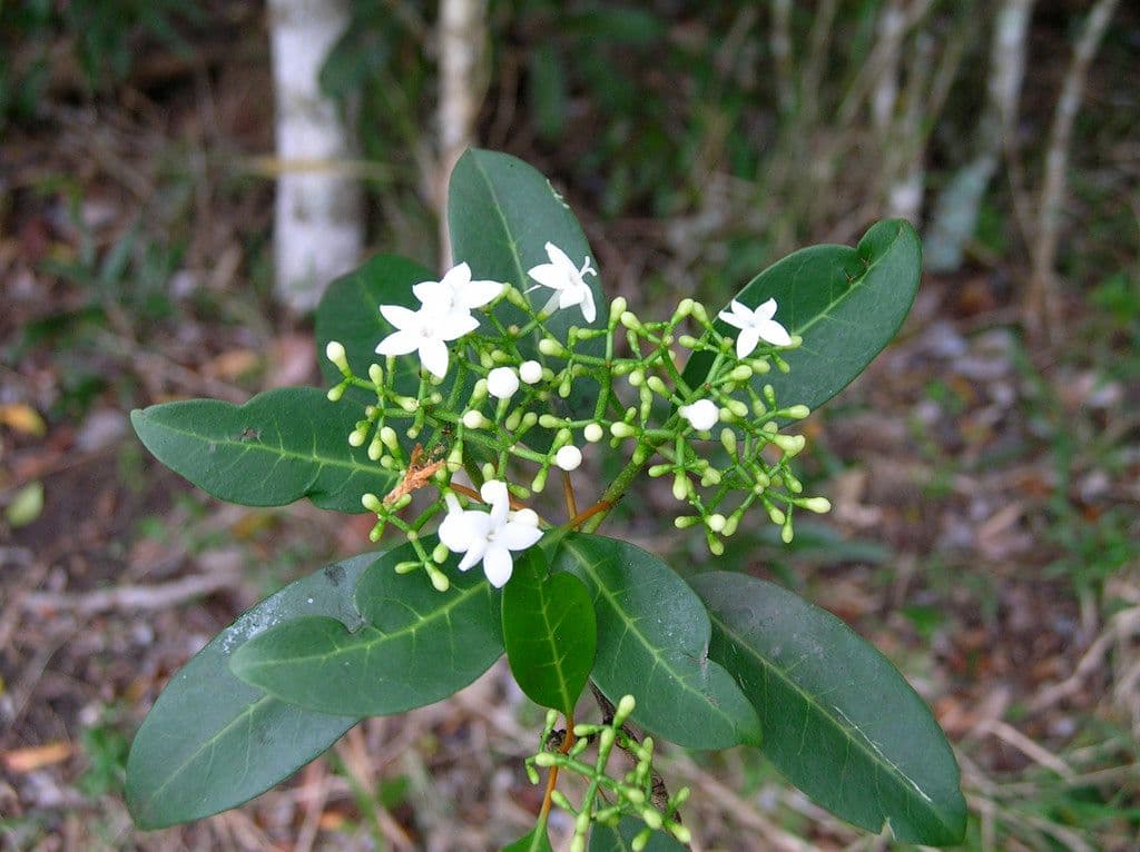 Psicotria 5