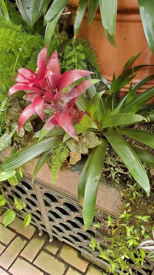 Guzmania monostachia 30