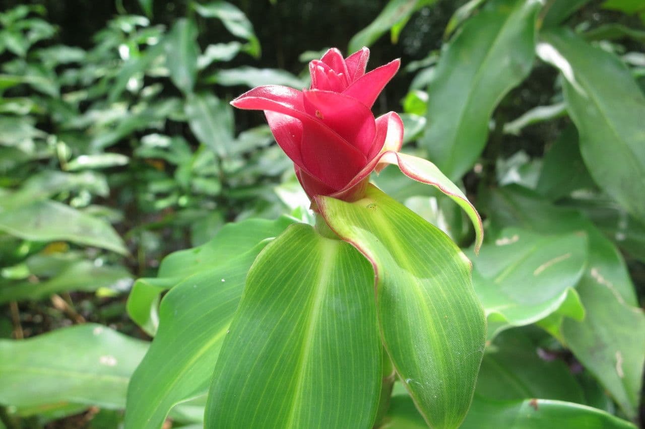 Red tower ginger 18