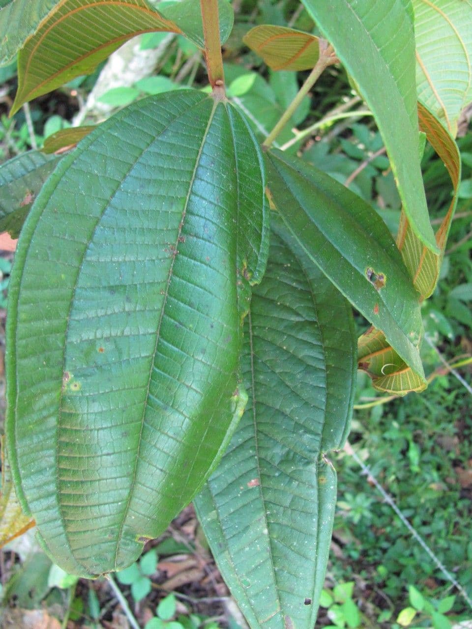 Miconia 8