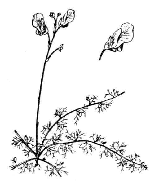 Erba-vescica minore 29
