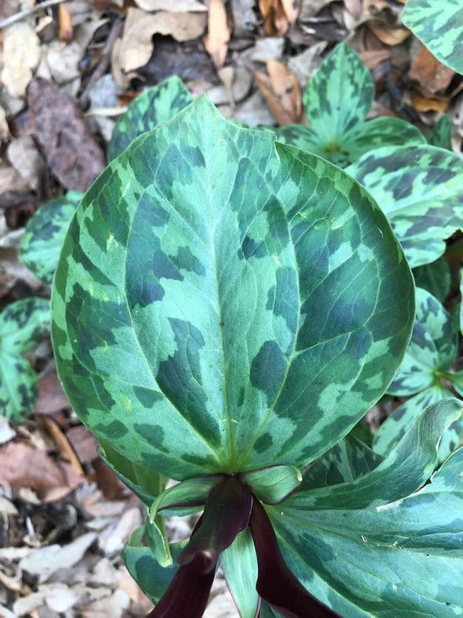 Trillium maculé 6