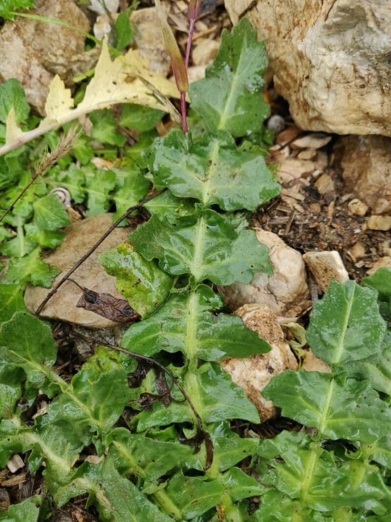 Bunias erucago 16