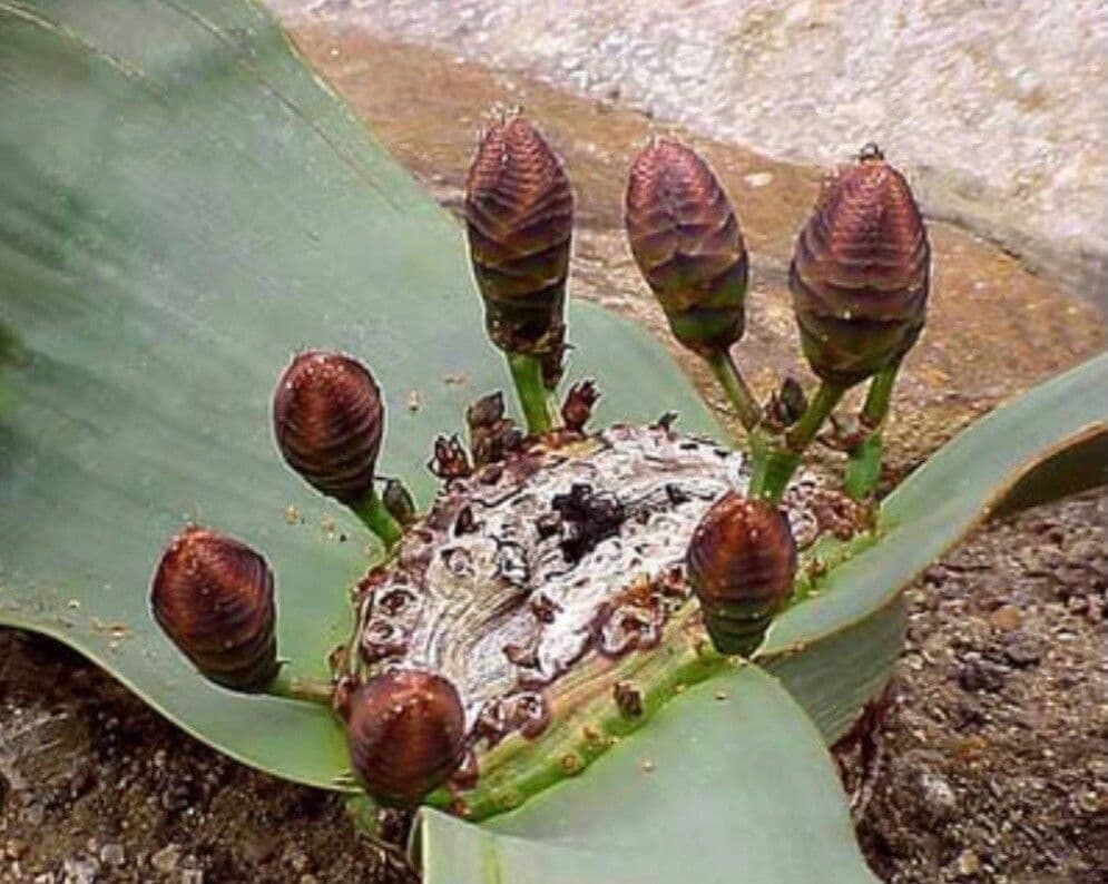Welwitschia 2