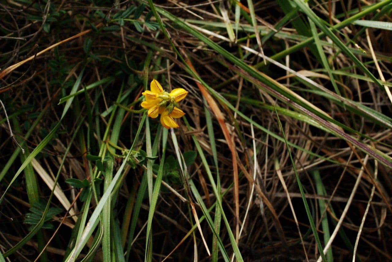 Hippocrepis 14
