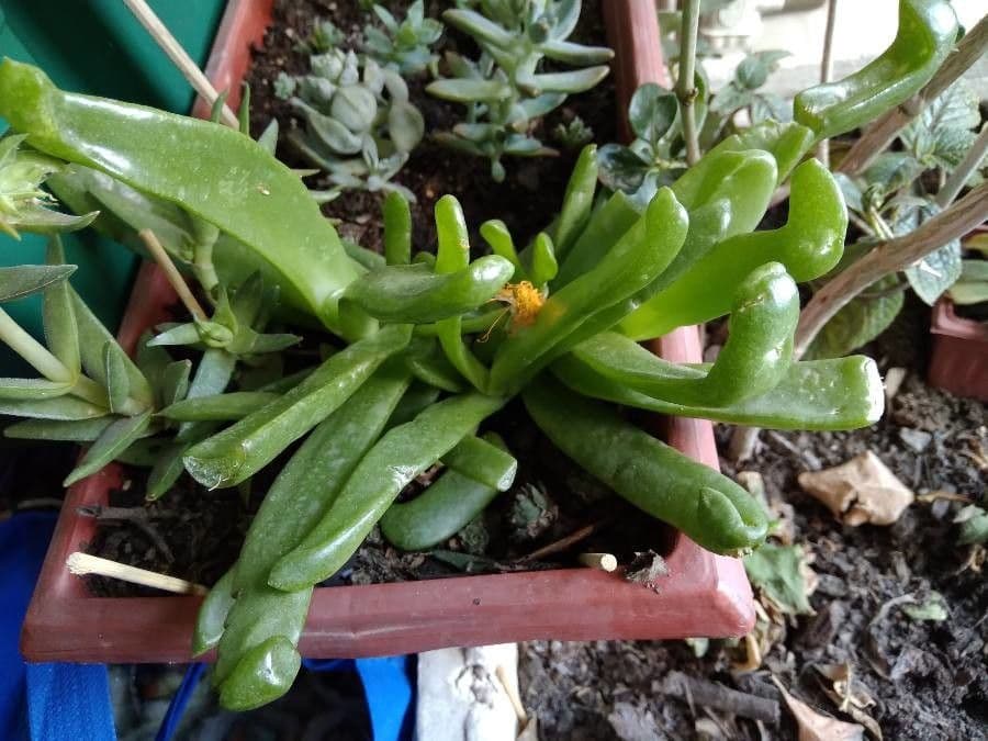 Glottiphyllum 9