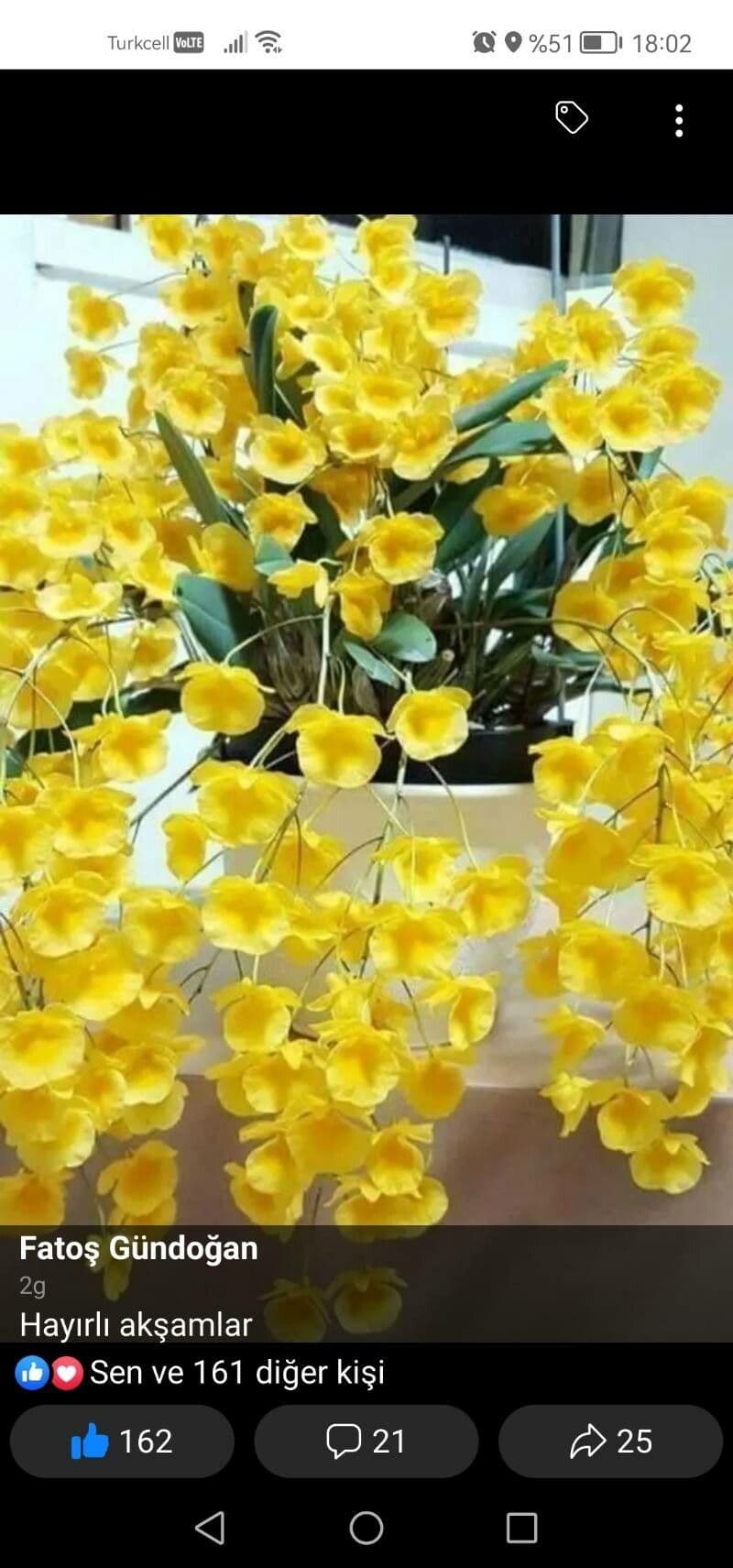 Dendrobium 3