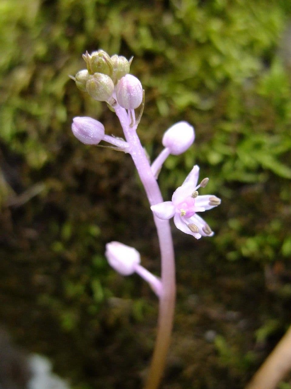Scilla 6