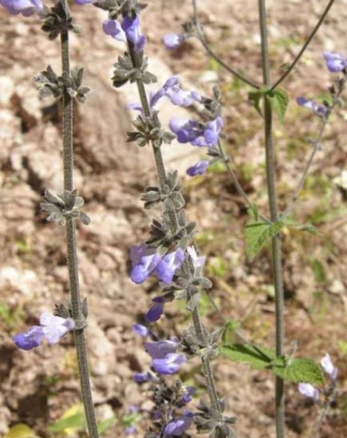 Salvia