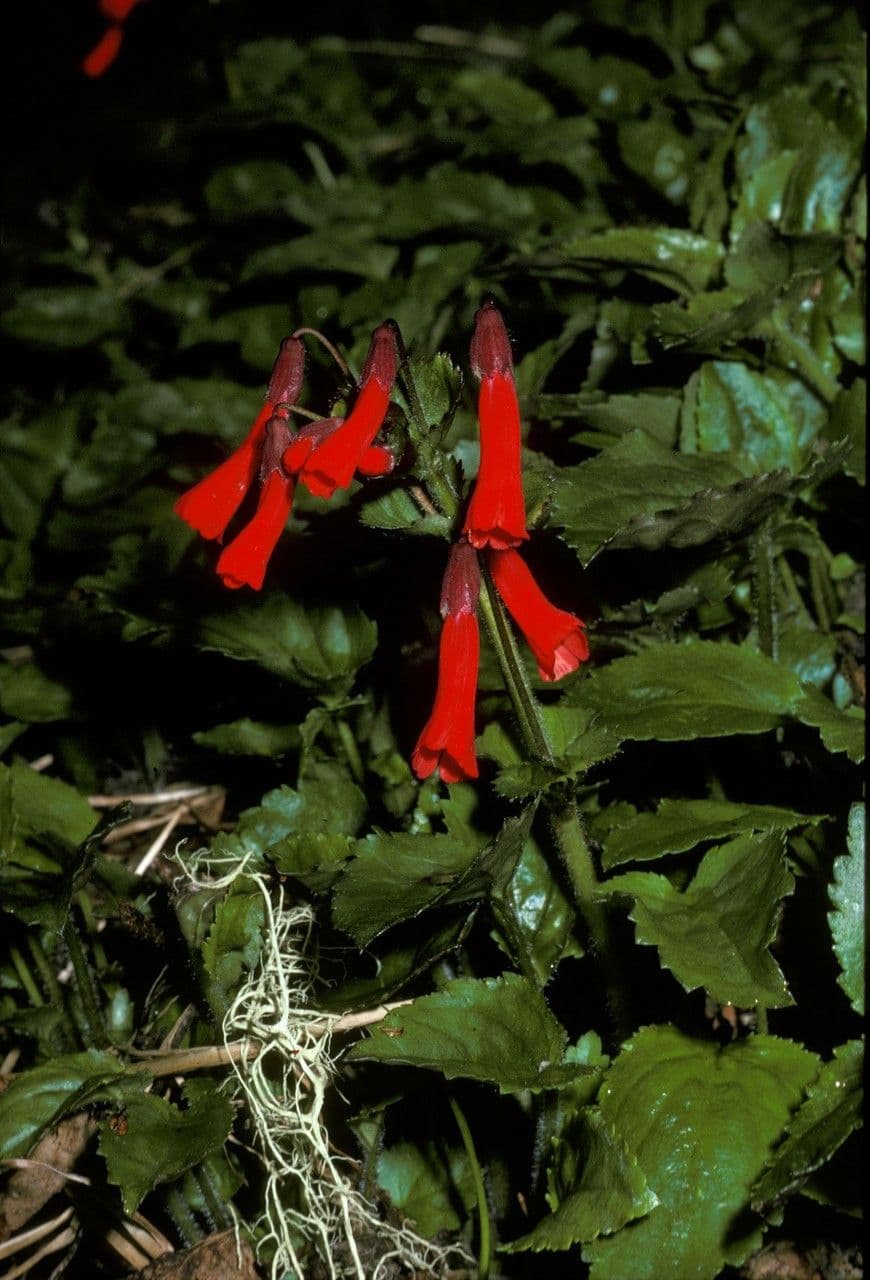 Ourisia 2
