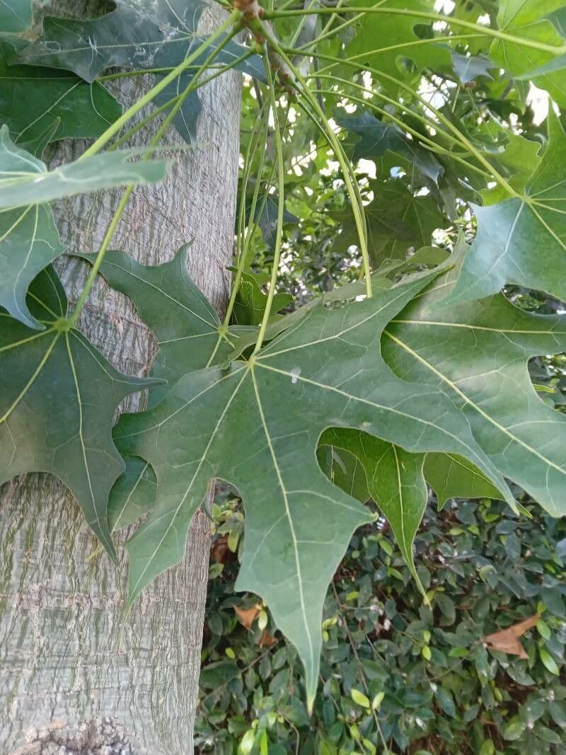 Australischer Flaschenbaum 5