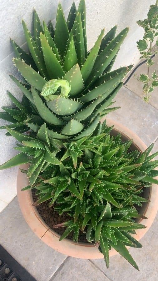 Kurzblättrige Aloe 4