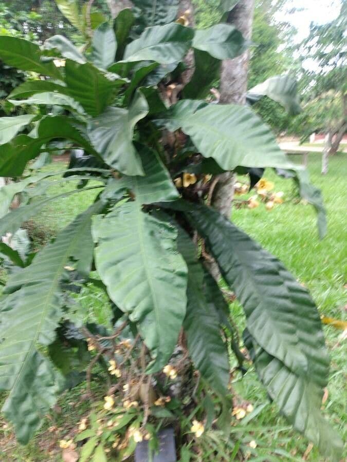 Grias peruviana 3