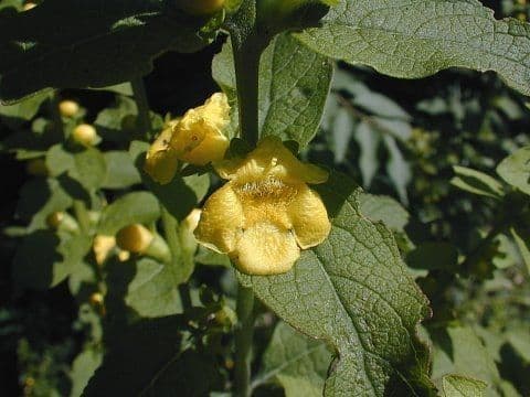 Dasistoma 9