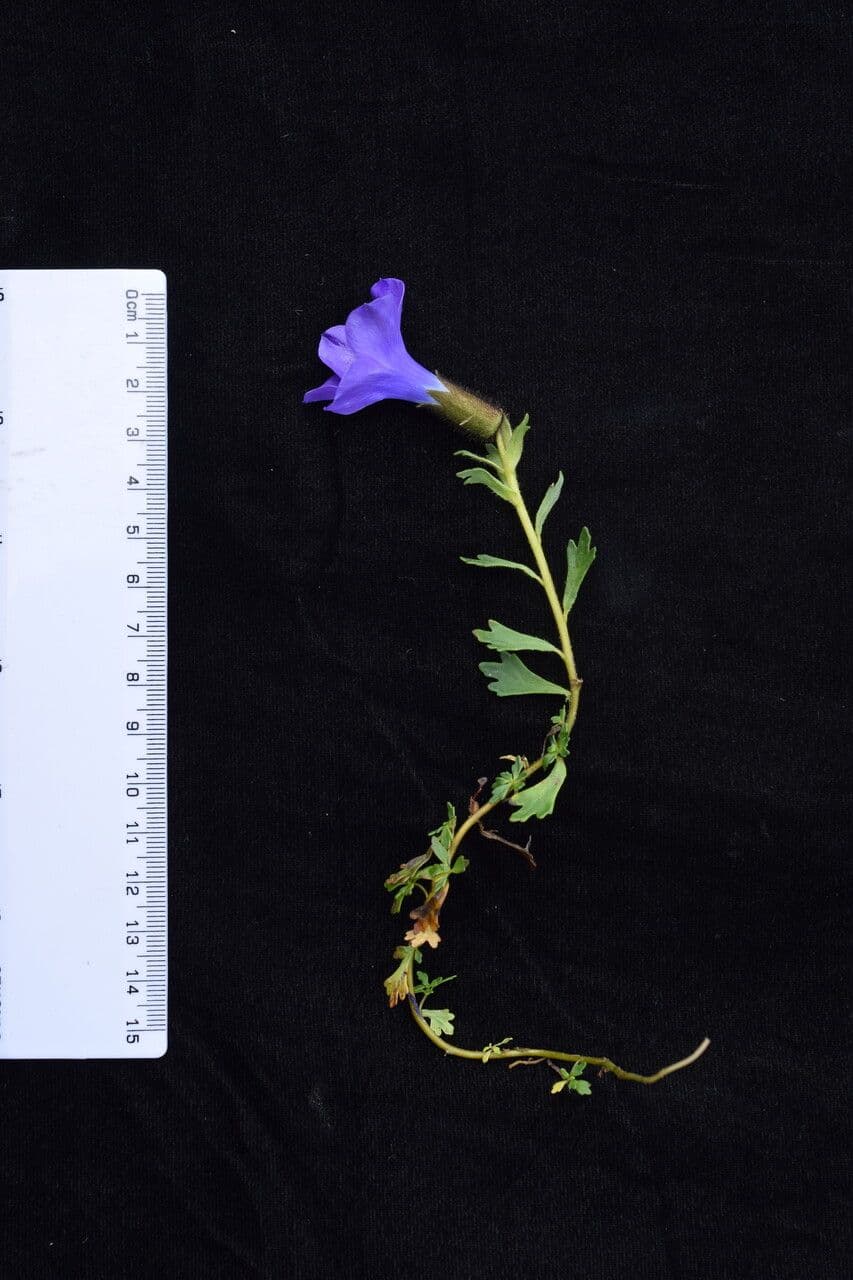 Cyananthus 11