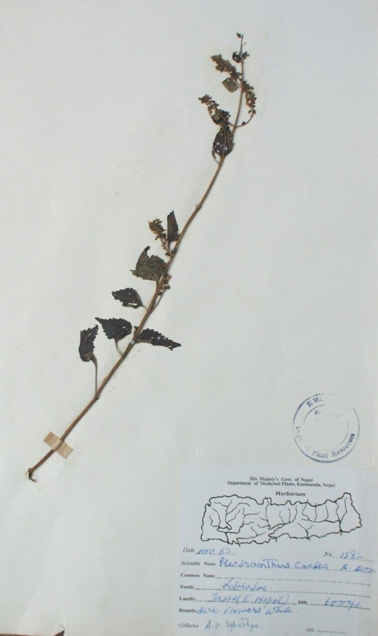 Isodon 11