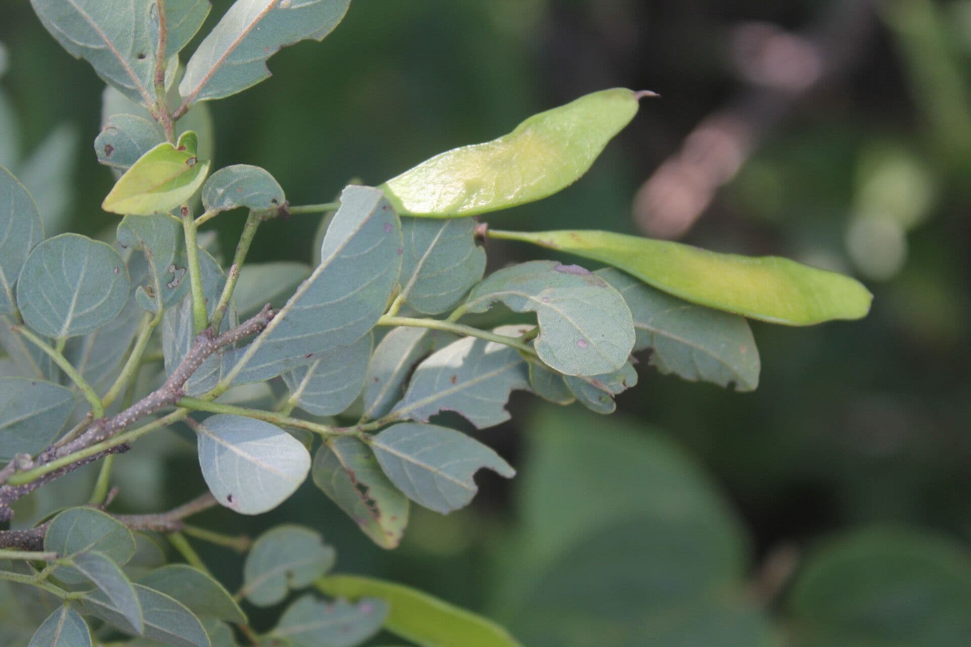Lonchocarpus lanceolato