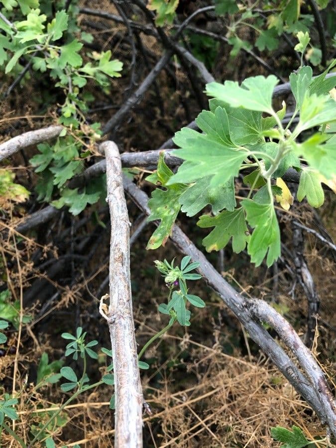 Ribes aureo 23