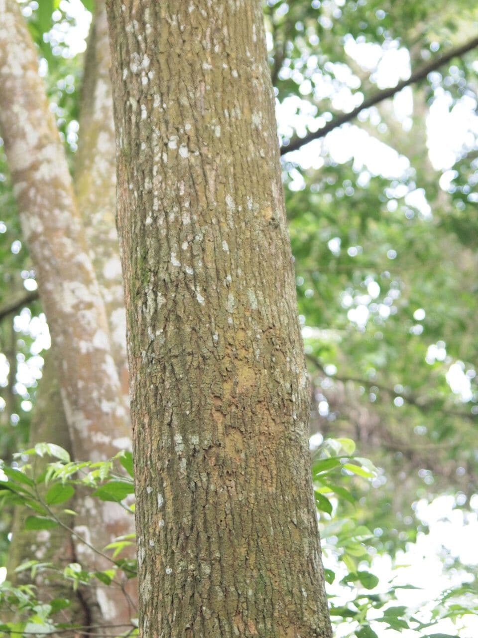 Morinda lucida 2