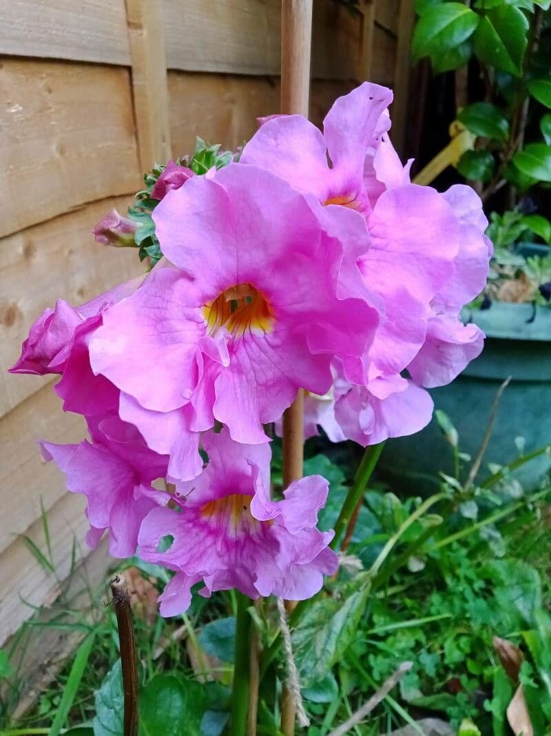 Fiore trombetta cinese 2