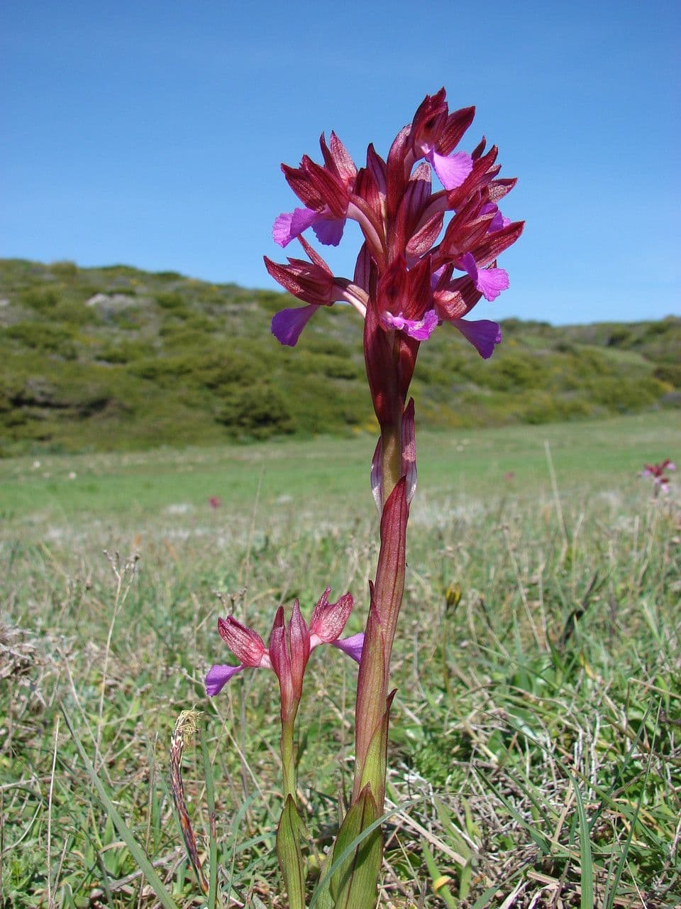 Orchis papillon 8