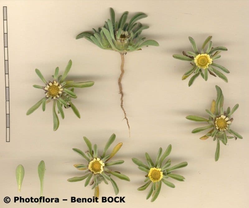 Jericho-Rose 10