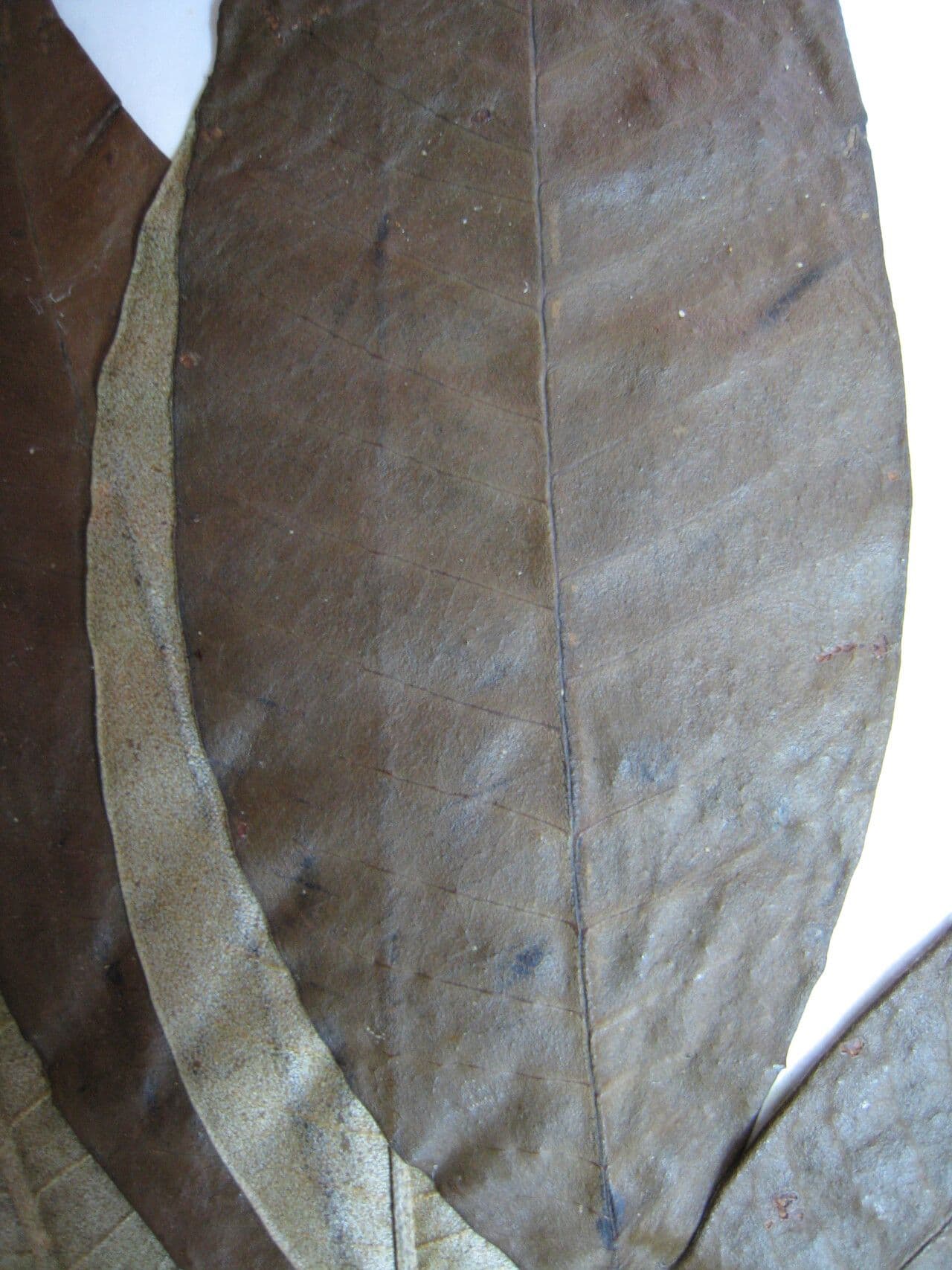 Croton 7