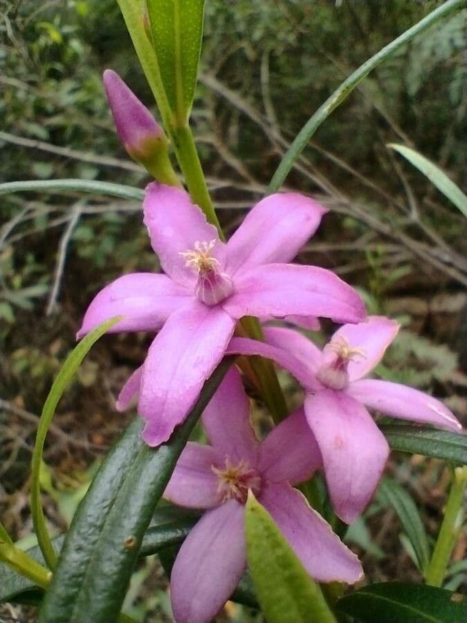 Crowea 5