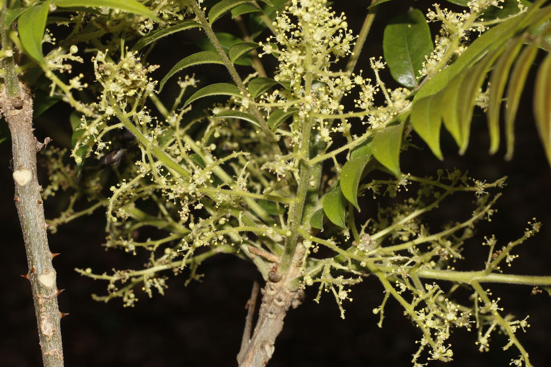Zanthoxylum 7