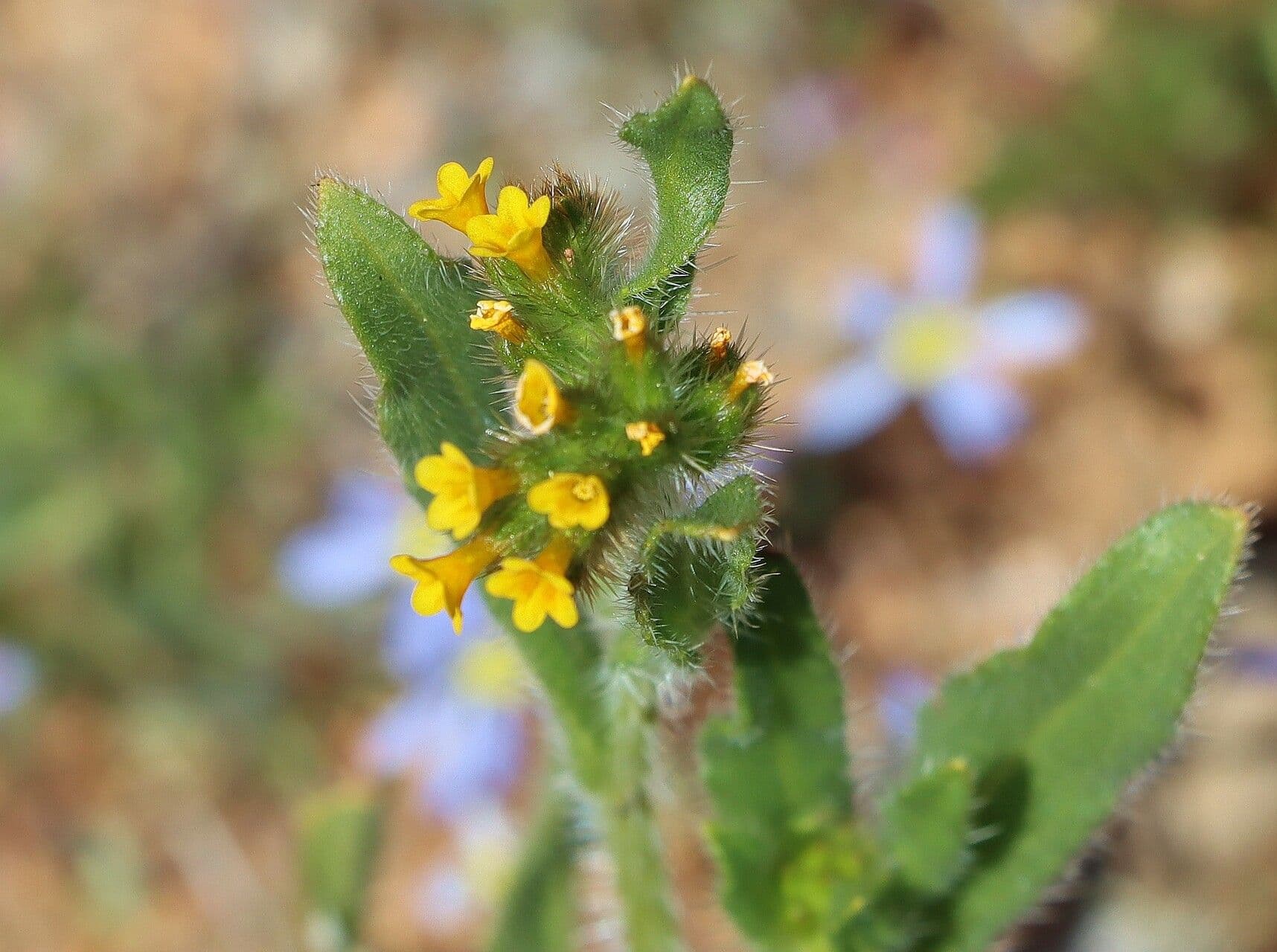 Amsinckia 2
