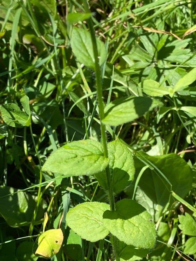 Campanula romboidale 13