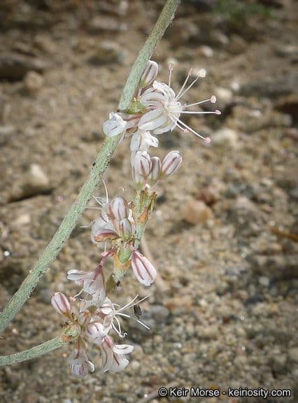 Eriogonum Wrightii 3