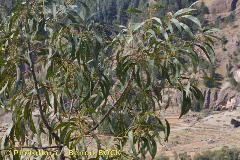 Mimosa dorata 13