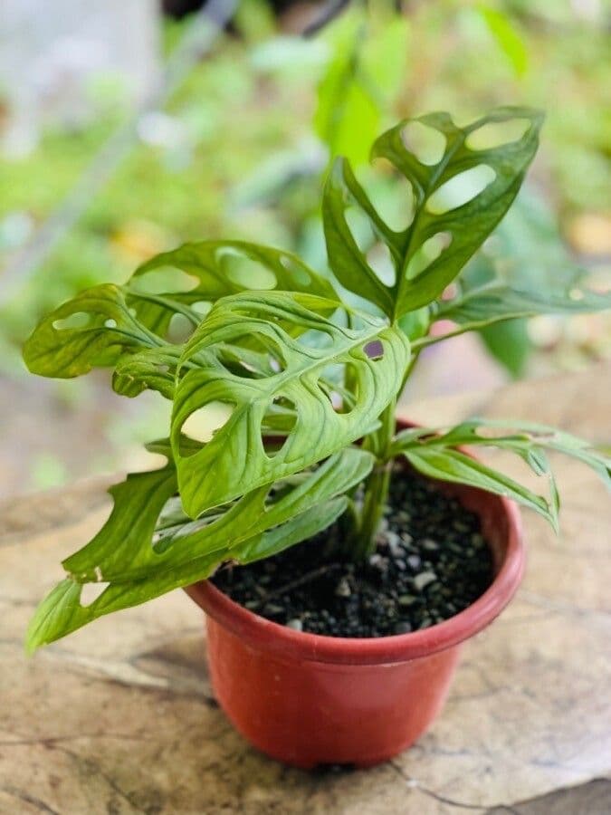 Monstera adansonii 16