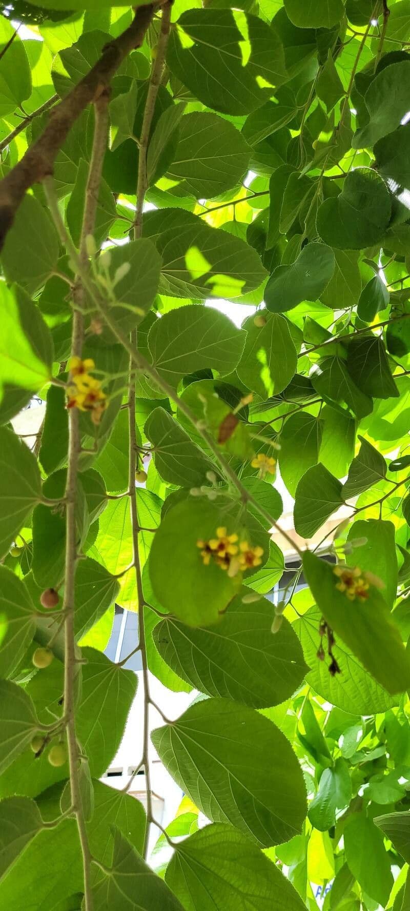 Grewia asiatica 7