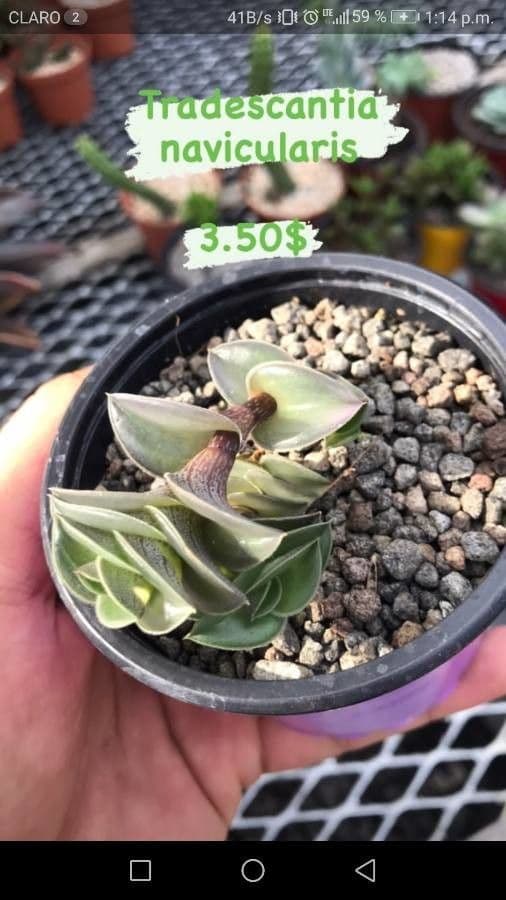 Callisia 9