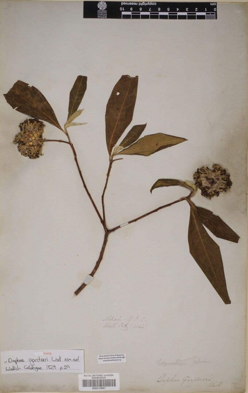 Edgeworthia 5