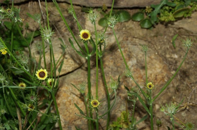 Tolpis barbata 11