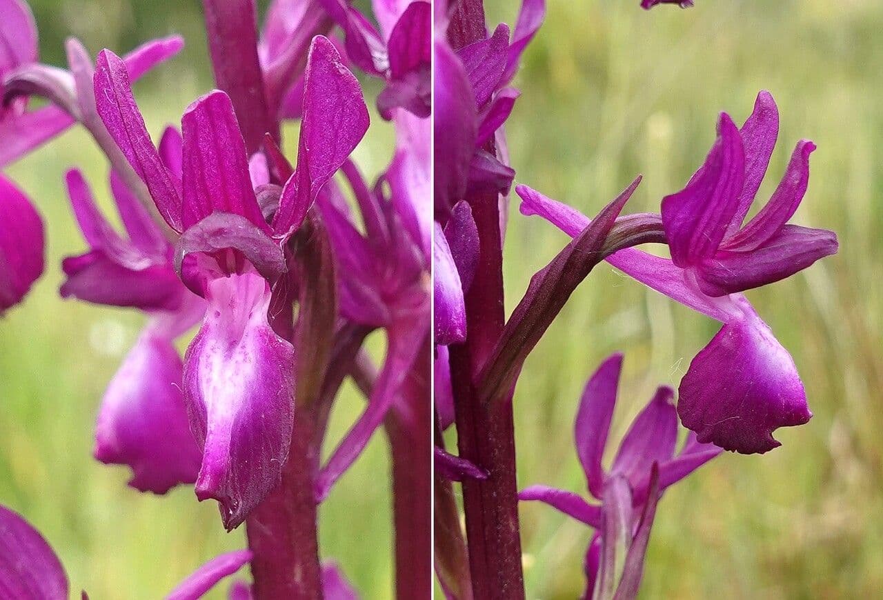 Orchide di palude 3