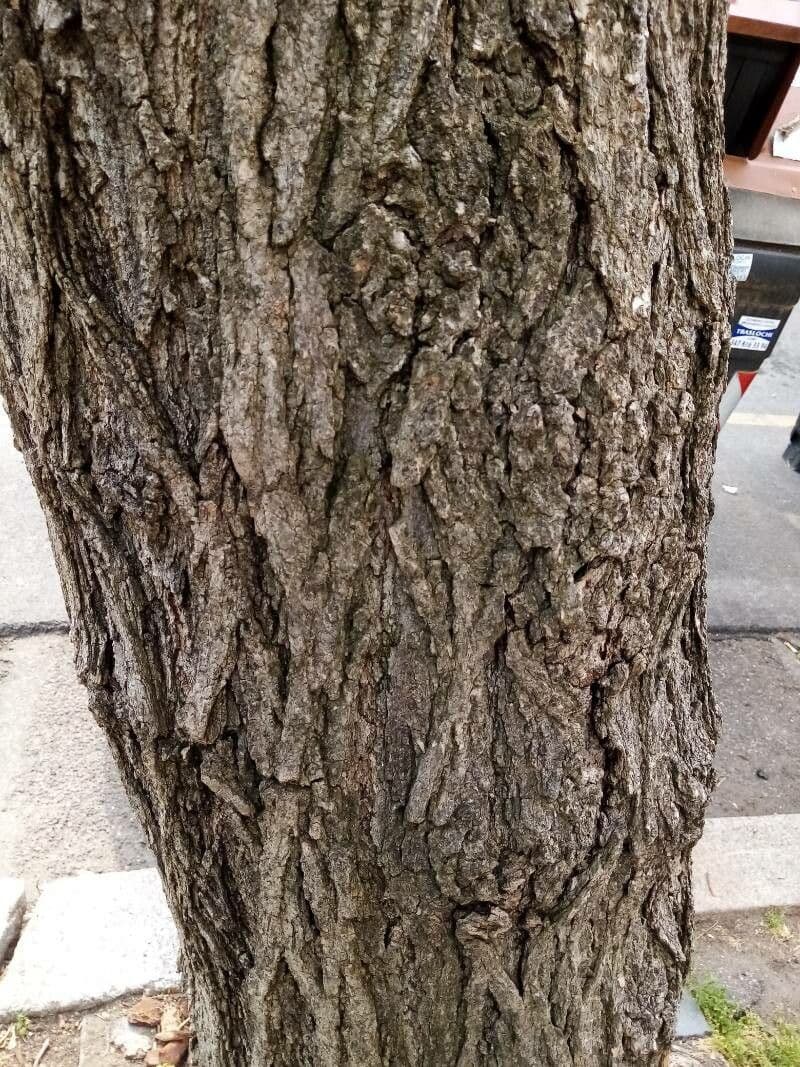 Pioppo deltoide 10