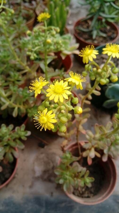 Aeonium sedifolium 5