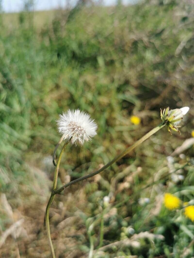 Radicchiella bienne 2