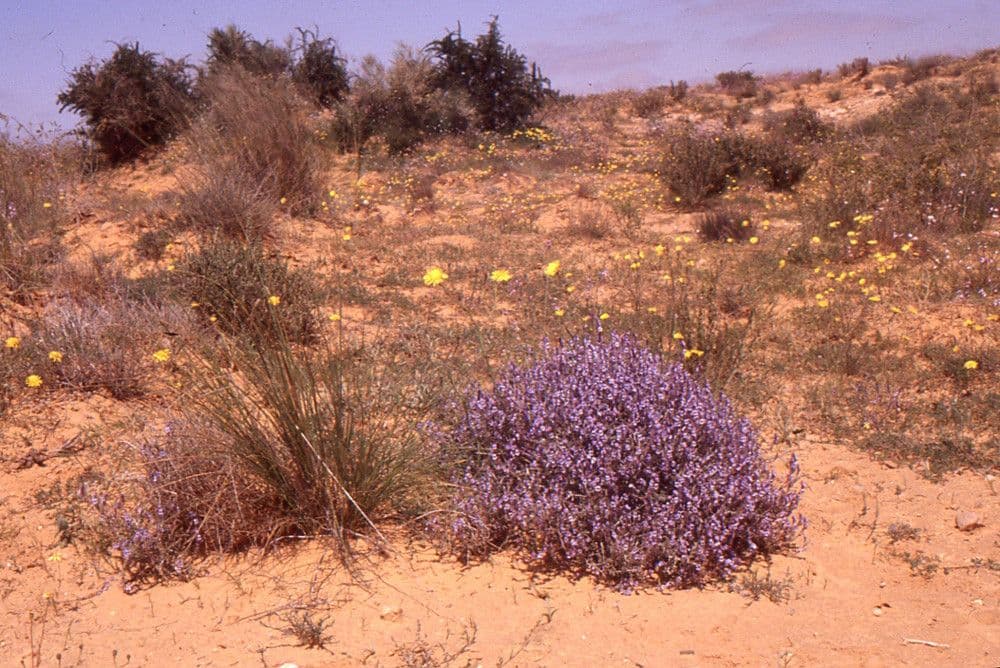 Echiochilon 6