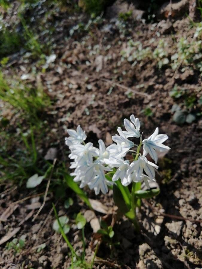 Puschkinia scilloides 3