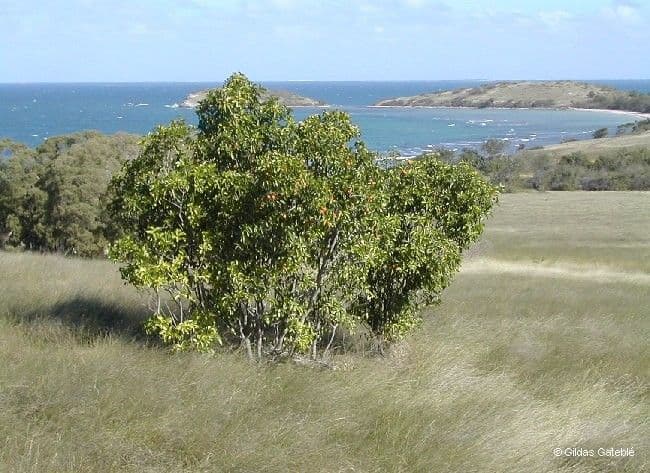 Fontainea 11