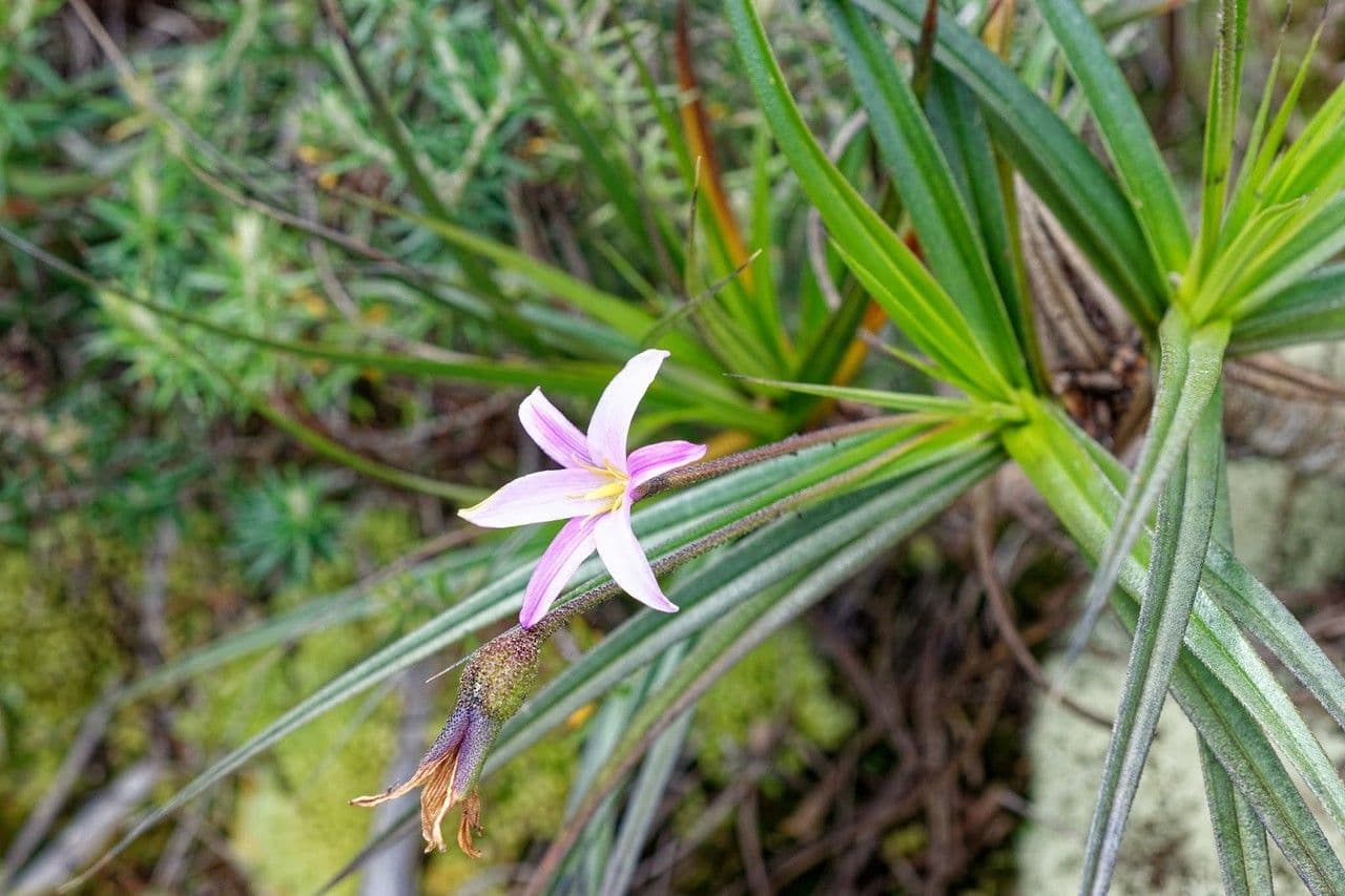 Xerophyta