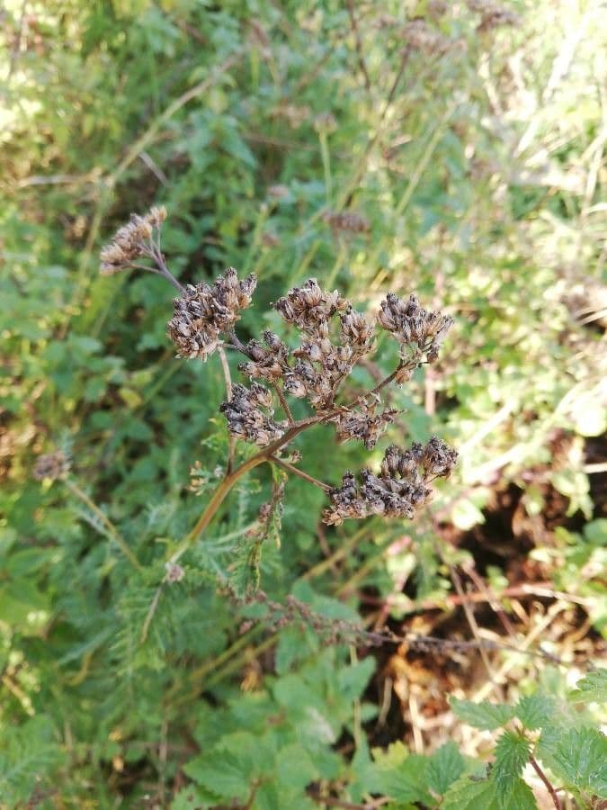 Edel-Schafgarbe 3