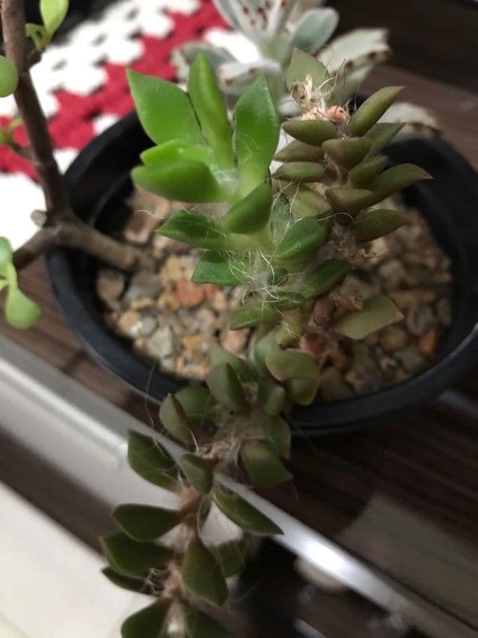 Anacampseros 11