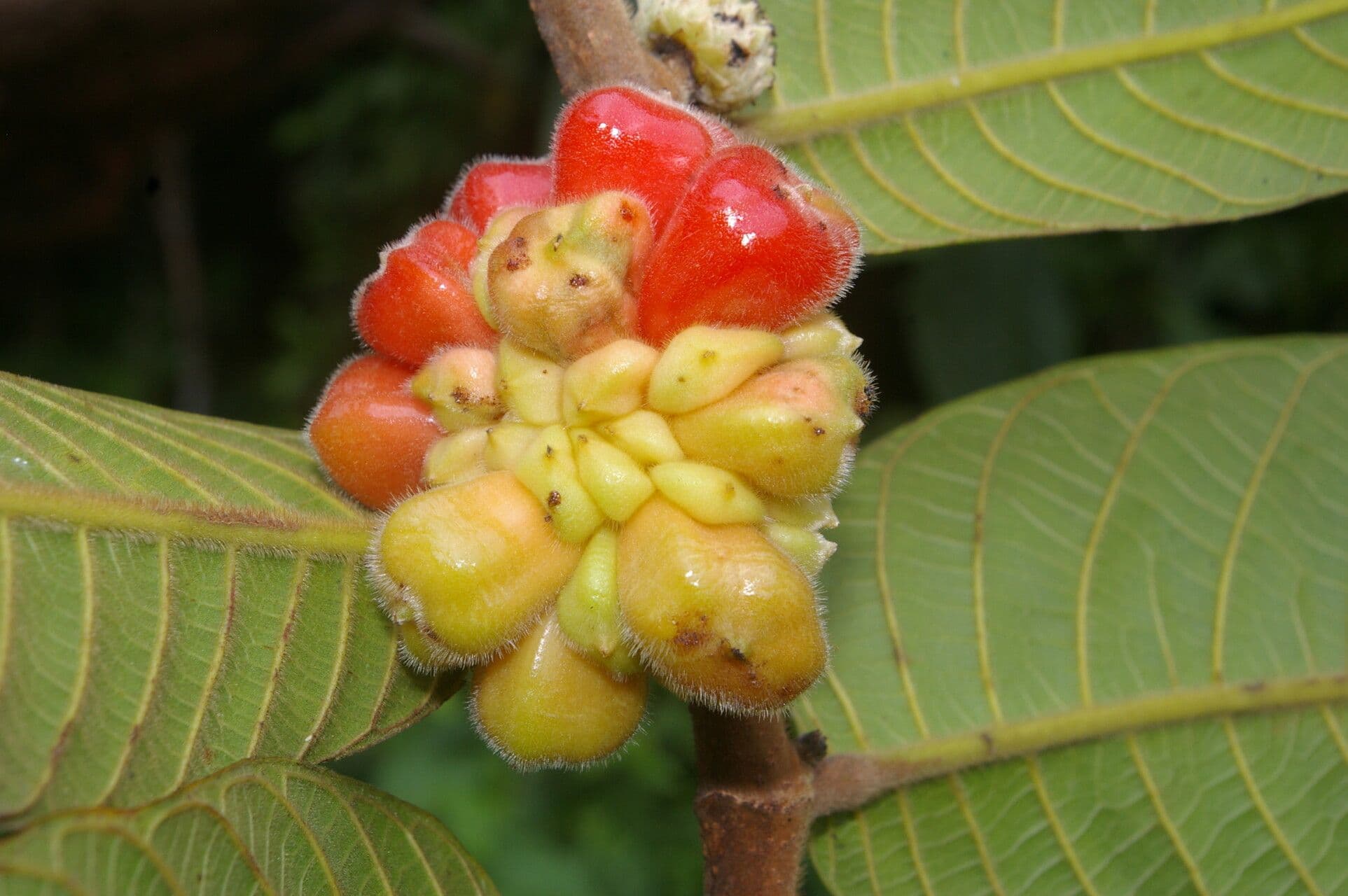 Perebea guianensis 2