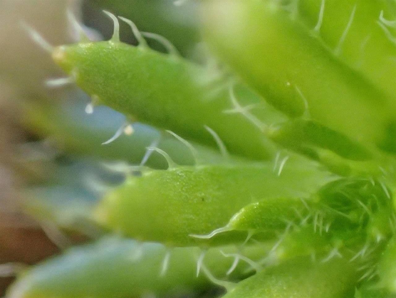 Draba aizoides